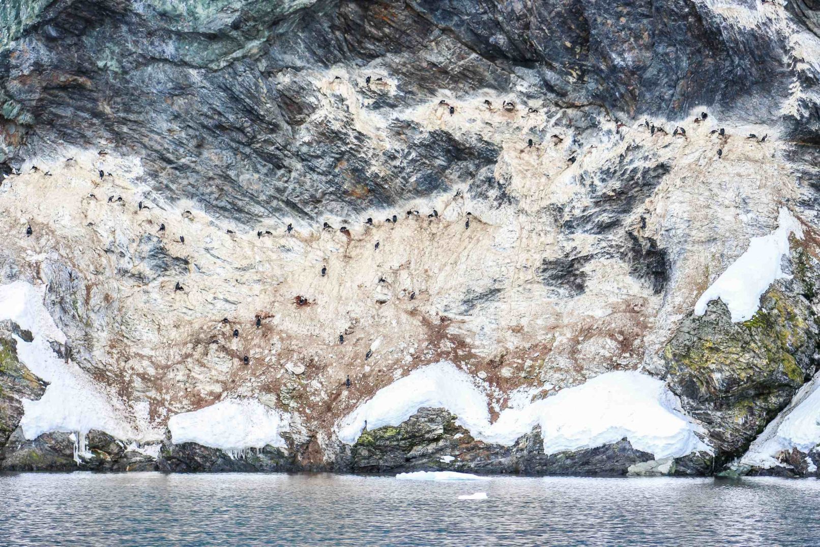 Wall of Birds