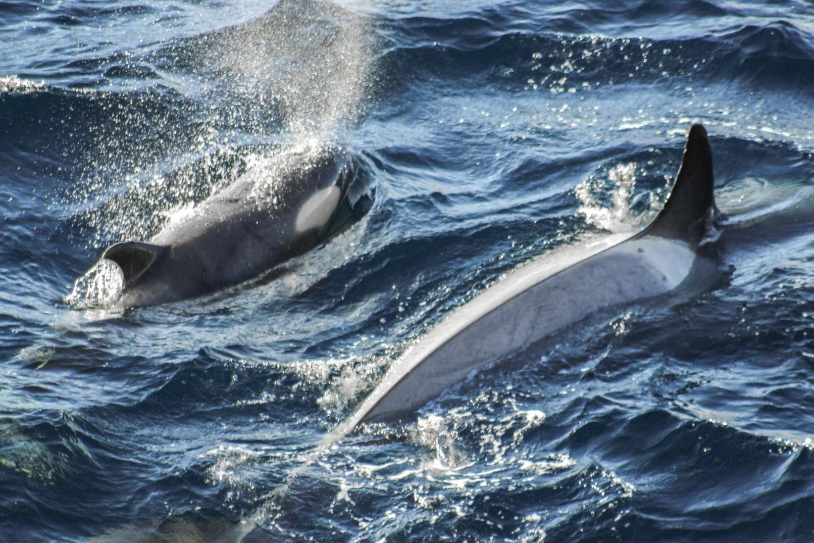 Orcas