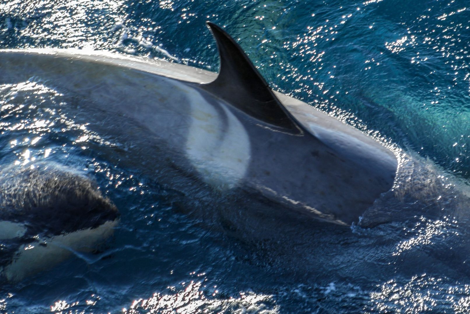 Orcas