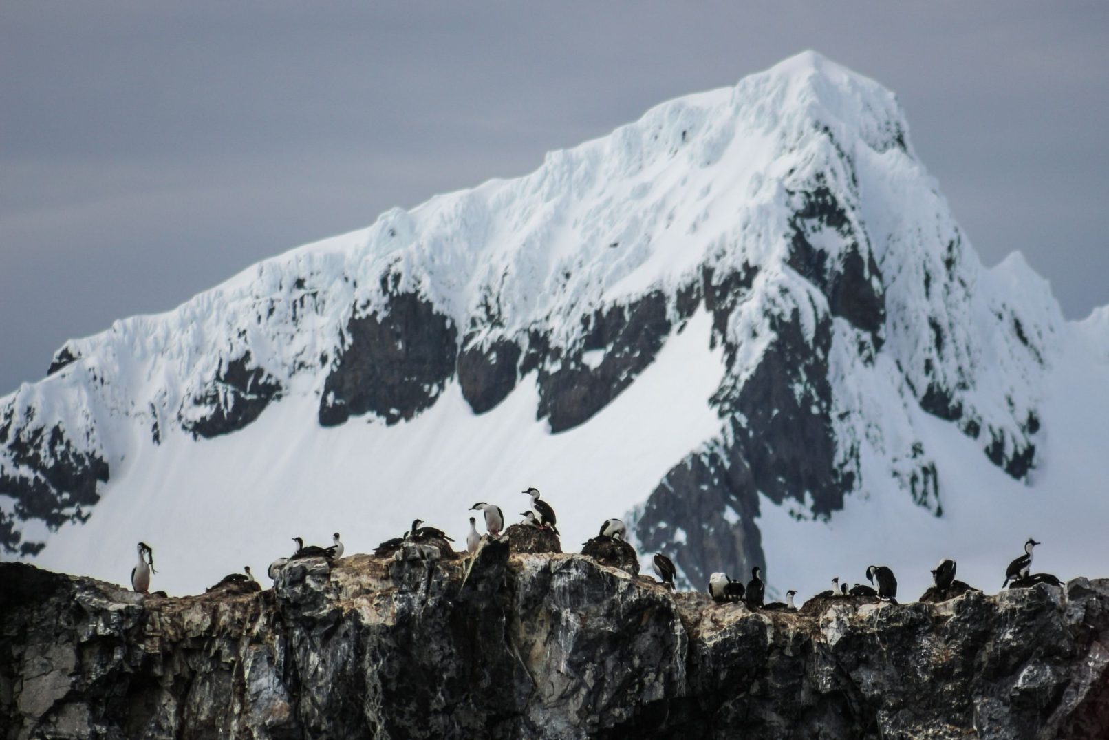Birds on Mountain