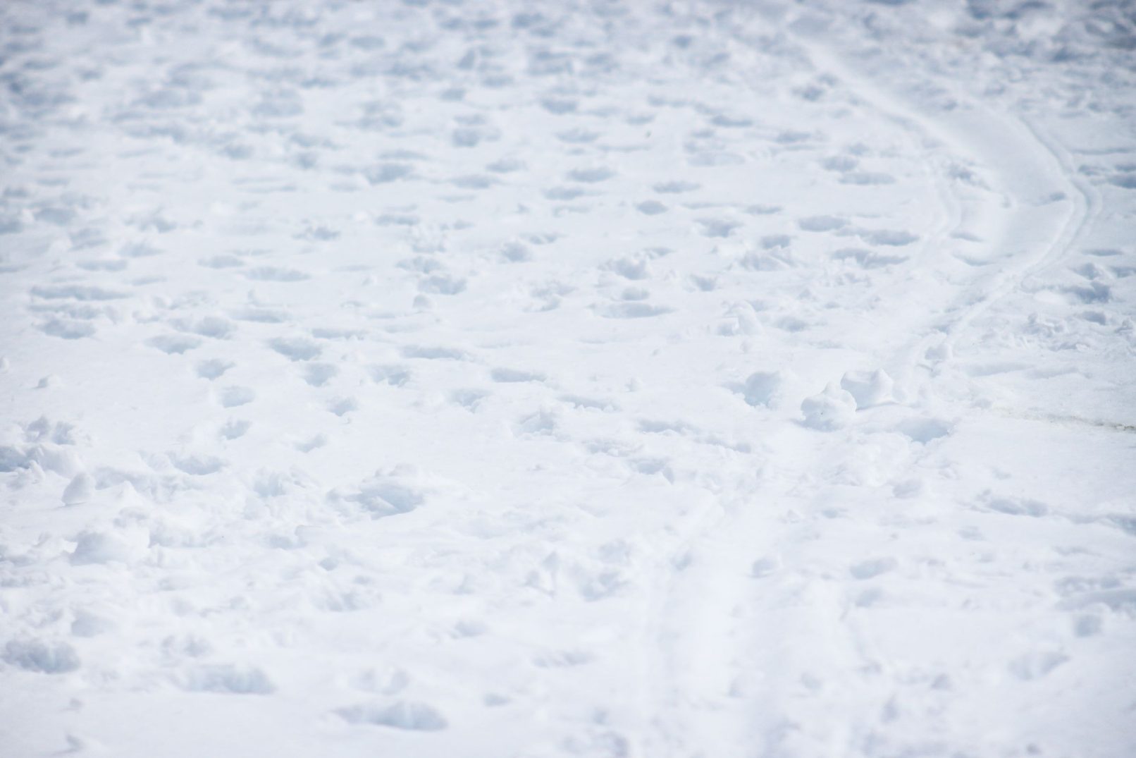Penguin Tracks