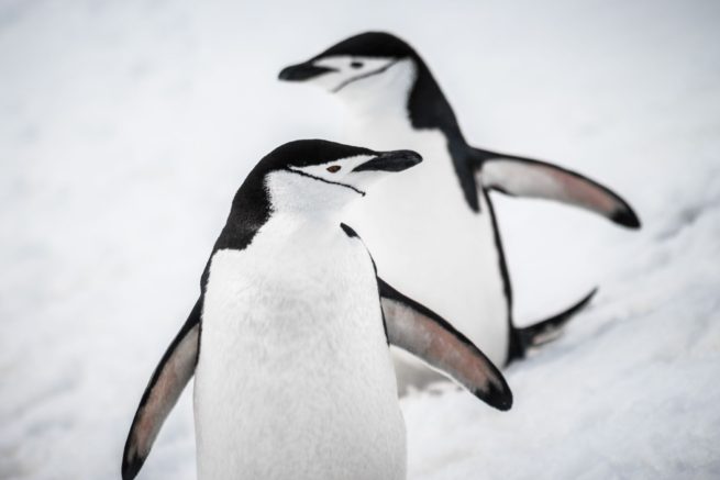 Chinstrap Penguins
