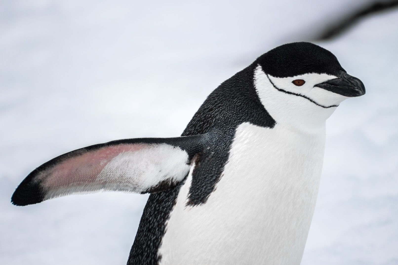 Chinstrap Close Up