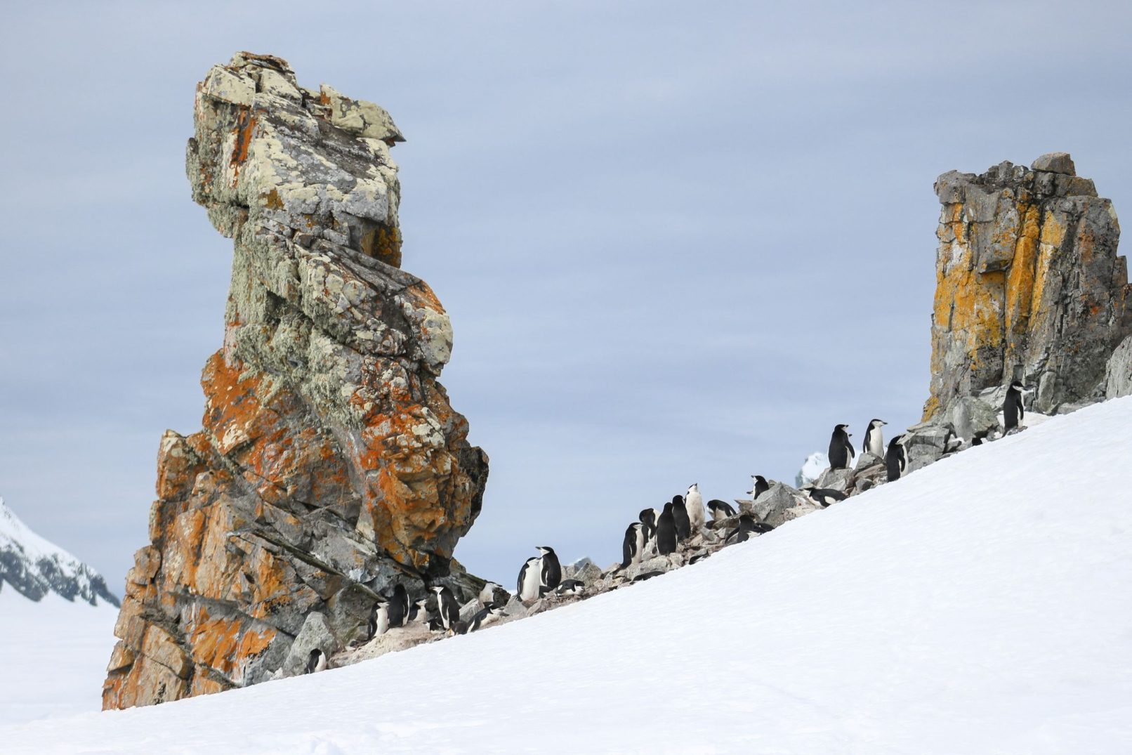 Chinstrap Colony