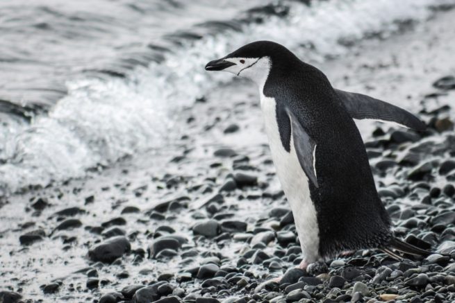 Chinstrap by the Beach