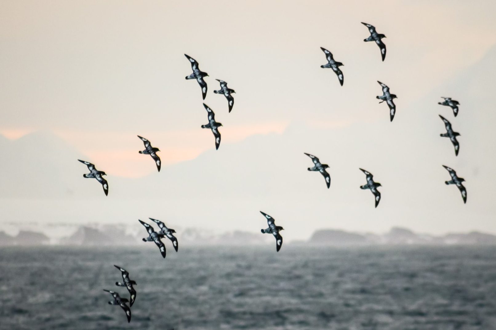 Cape Petrels