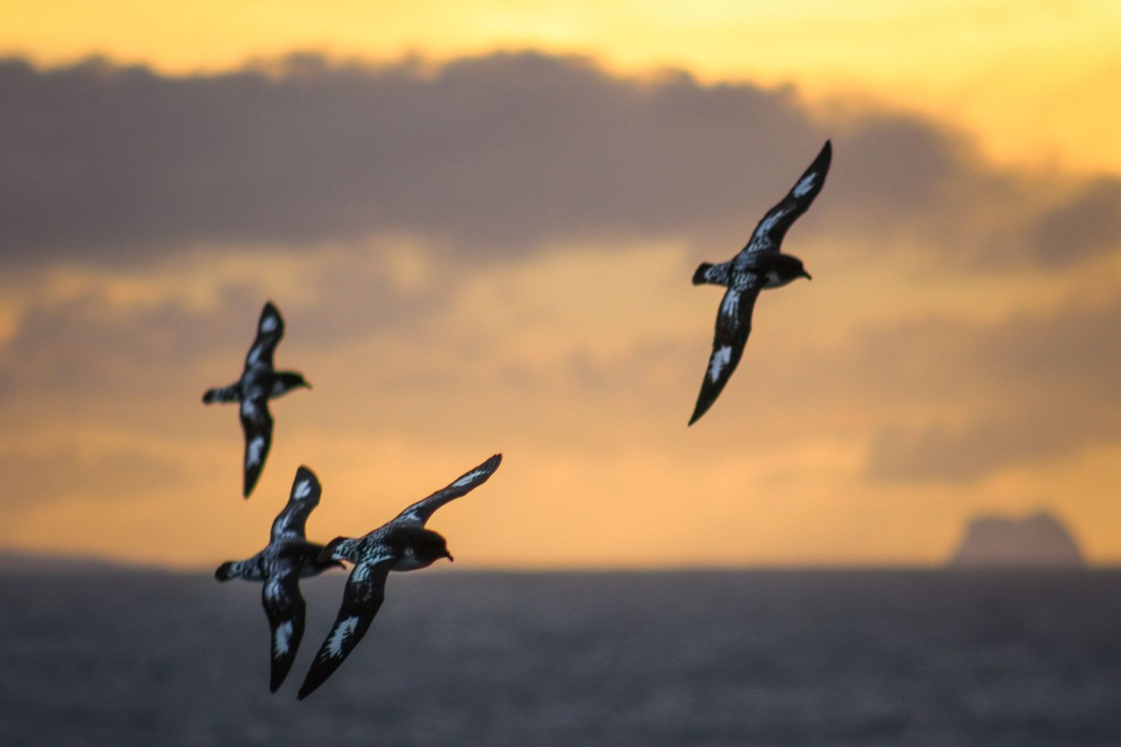 Cape Petrels in Sunset