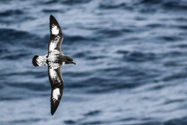 Cape Petrel