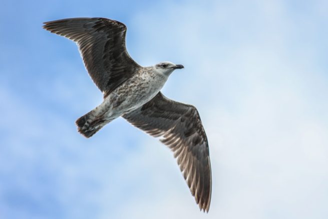 Petrel