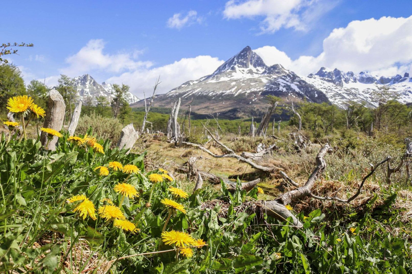 Tierra del Fuego Dandelions
