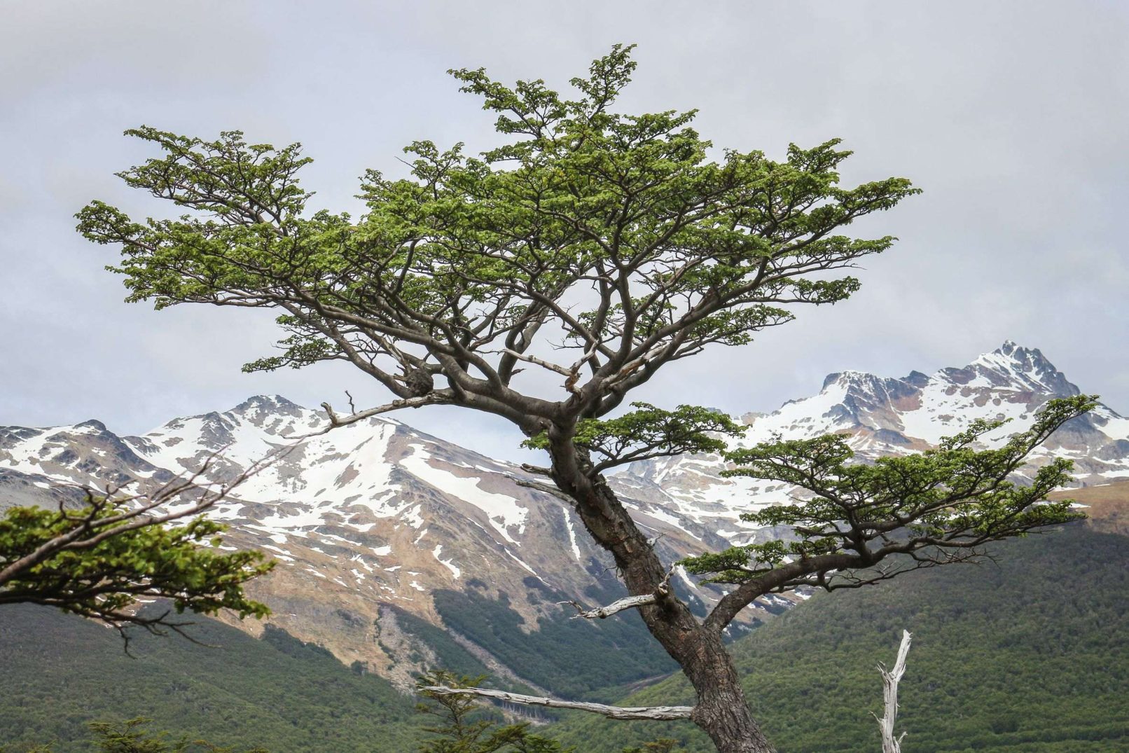 Tierra del Fuego Tree