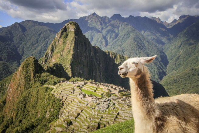 Llama at Machu Picchu