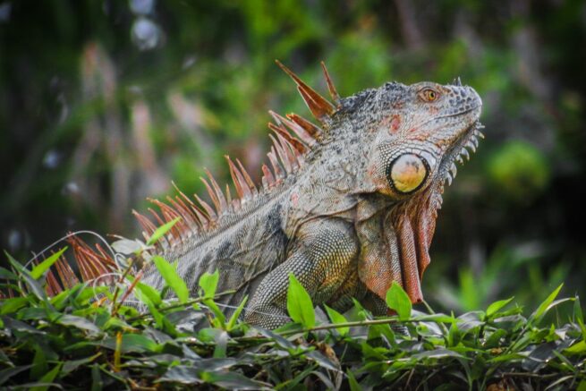 Iguana
