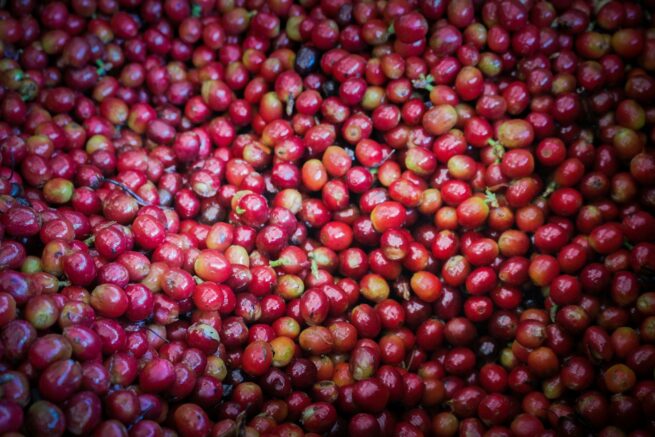 Coffee Berries