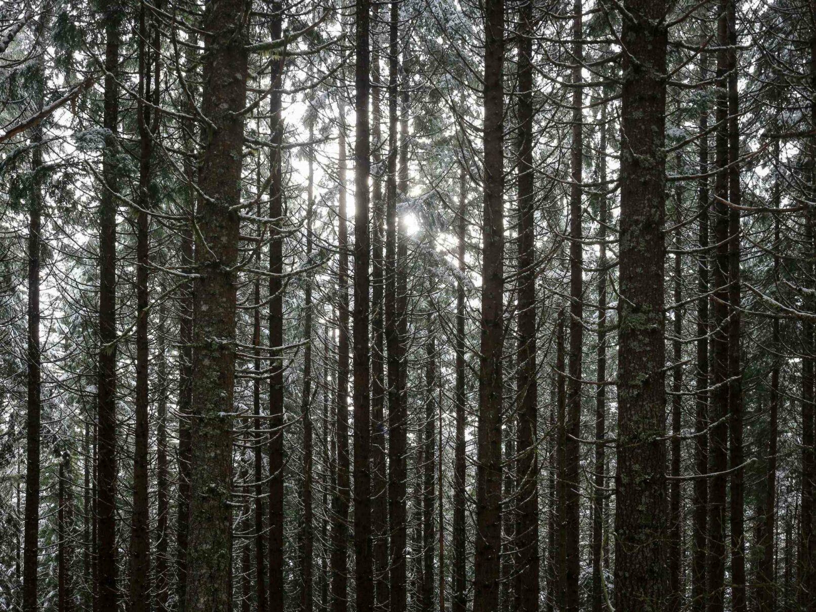 Sun Through Trees