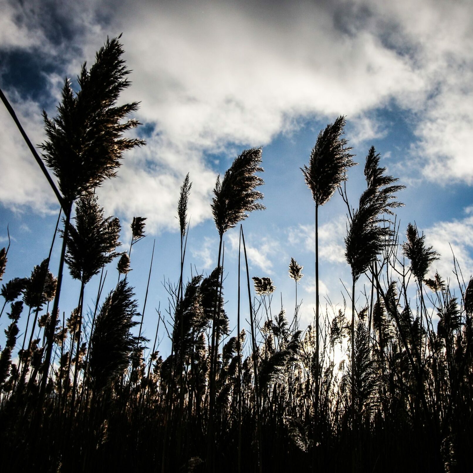 Reeds