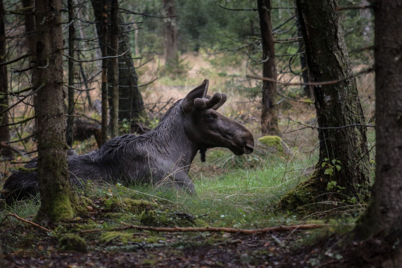Moose